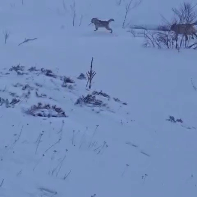 Sürüye saldıran kurt kangal köpeği tarafından engellendi