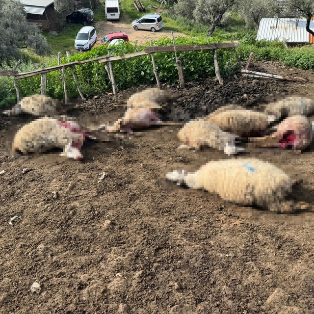 Aydın'da kurt saldırısı vatandaşları tedirgin etti
Kurdun saldırdığı çok sa...