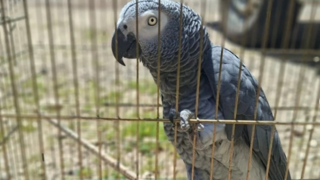 Antalya'da belgesiz papağan bulunduran işletme sahibine 15 bin TL ceza
