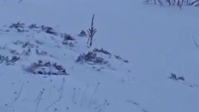 Sürüye saldıran kurt kangal köpeği tarafından engellendi