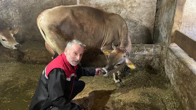 Danimarka ve Amerika'dan getirildiler, Of'a kısa sürede uyum sağladılar
Amerika ve Danimarka menşeli, süt verimi ve kalitesi yüksek Jersey ırkı ile Of'ta hayvancılık gelişiyor