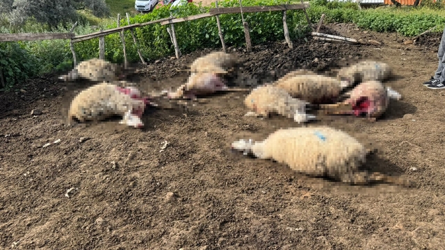 Aydın'da kurt saldırısı vatandaşları tedirgin etti
Kurdun saldırdığı çok sayıda hayvan telef oldu