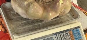 Batman'da dev turp görenleri şaşırttı