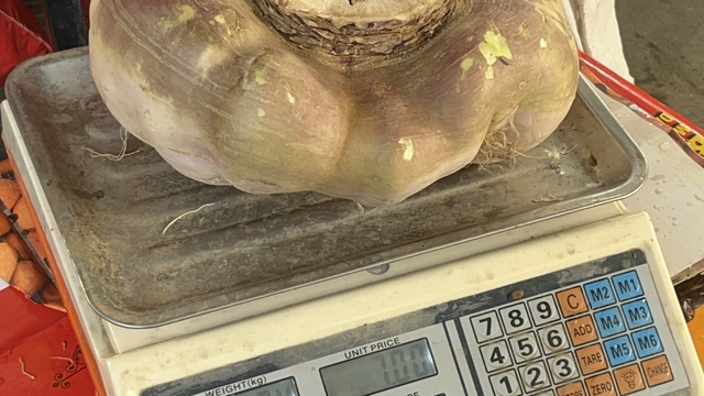 Batman'da dev turp görenleri şaşırttı