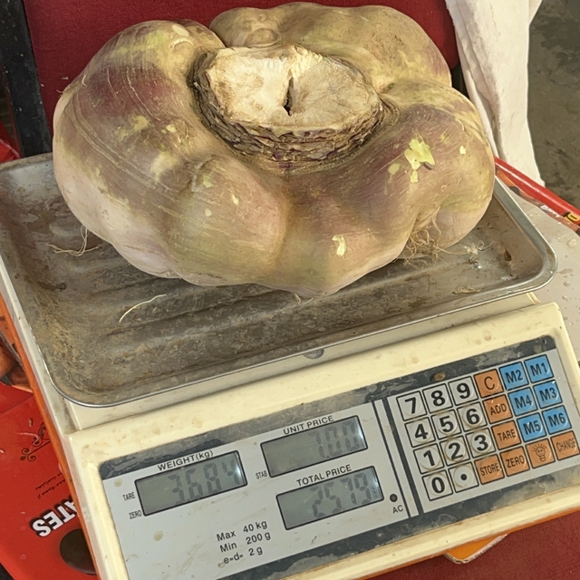 Batman'da dev turp görenleri şaşırttı