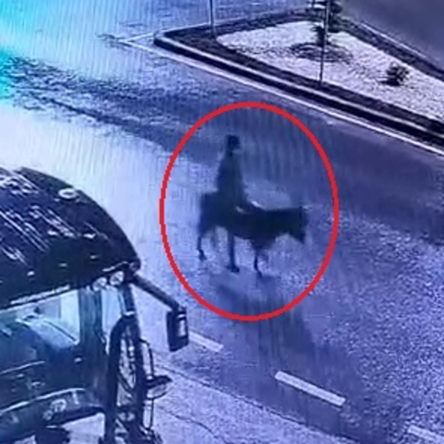 Kuyumcu dükkanından ziynet eşyası çalıp, eşekle kaçan sanığın verdiği zarar...