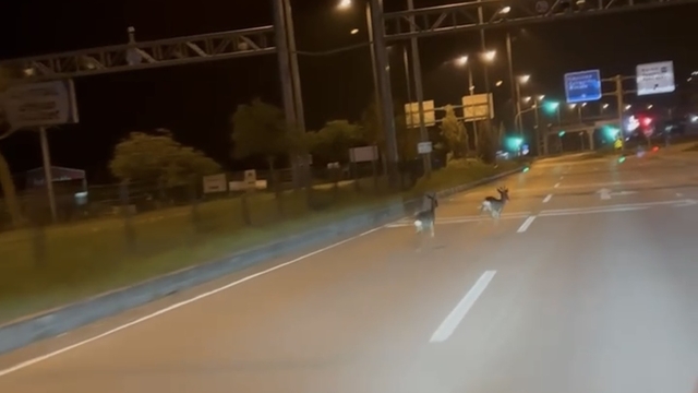Hastane kavşağına çıkan karacalar kamerada