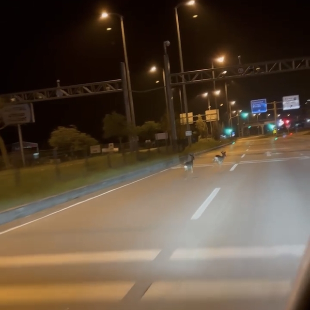 Hastane kavşağına çıkan karacalar kamerada