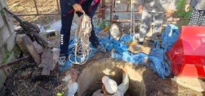 Hatay'da çukura düşen buzağıyı itfaiye kurtardı