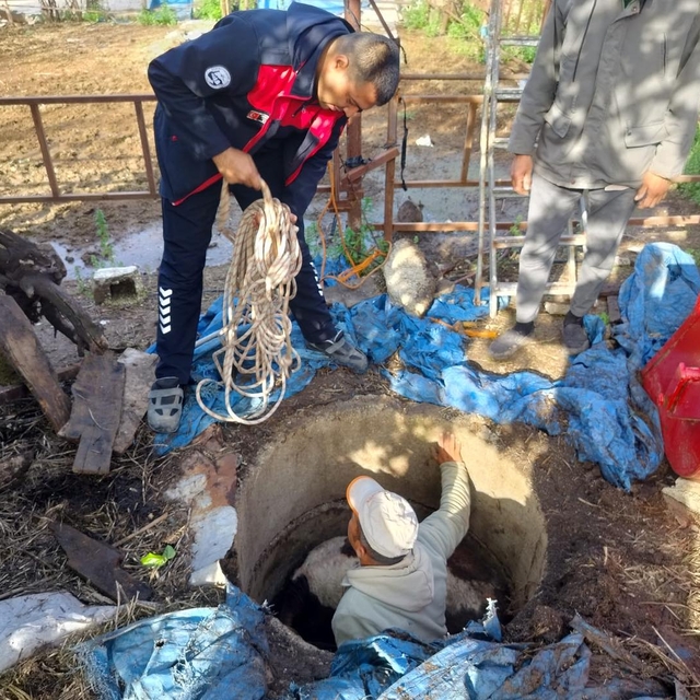 Hatay'da çukura düşen buzağıyı itfaiye kurtardı