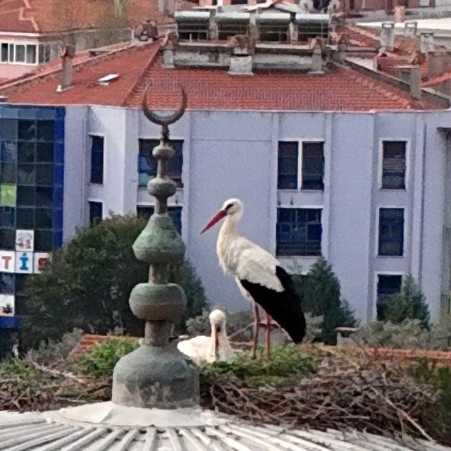 Menteşe'nin sadık misafirleri geldi, 30 yıllık gelenek bozulmadı