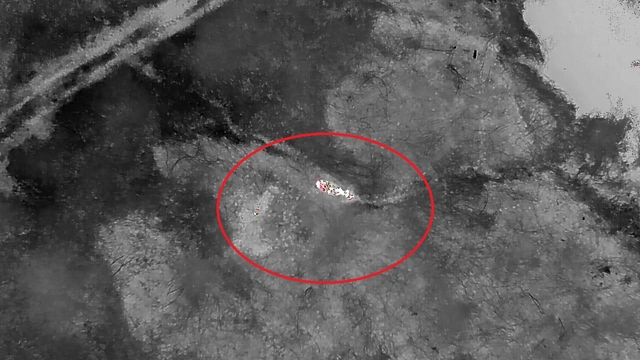 Kaybolan gebe inek, doğum yapmış halde AFAD ekiplerince bulundu