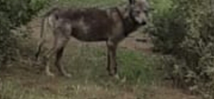 Buldan’da kurt bir kez daha görüldü