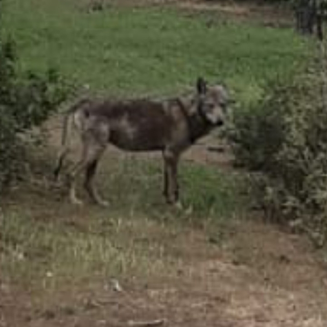 Buldan'da kurt bir kez daha görüldü