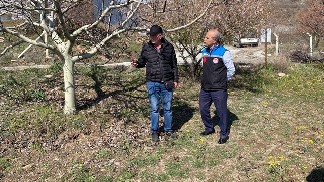 Gümüşhacıköy'de soğuk hava ve donun tarıma etkisi inceleniyor