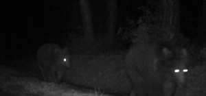 Bozayılar fotokapanla görüntülendi