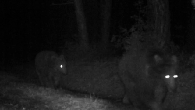 Bozayılar fotokapanla görüntülendi