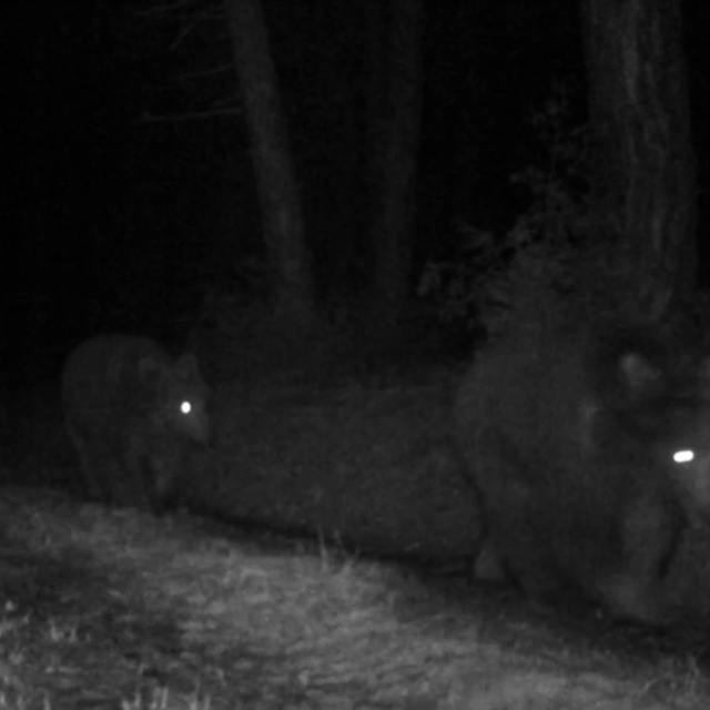 Bozayılar fotokapanla görüntülendi