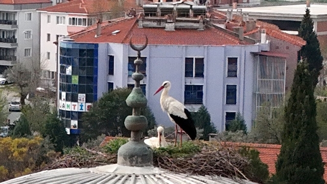 Menteşe'nin sadık misafirleri geldi, 30 yıllık gelenek bozulmadı