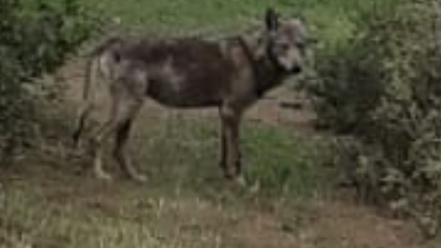 Buldan'da kurt bir kez daha görüldü