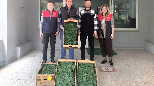 Lüleburgaz'da çiftçiye hıyar fidesi dağıtıldı