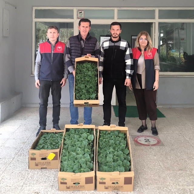 Lüleburgaz'da çiftçiye hıyar fidesi dağıtıldı
