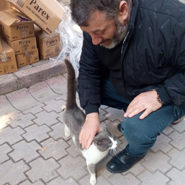 Köpeklerden kaçan kedinin imdadına itfaiye yetişti