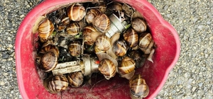 Bolu’da kaçak toplanan 16 kilogram salyangoz ele geçirildi