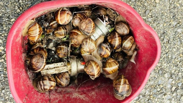 Bolu'da kaçak toplanan 16 kilogram salyangoz ele geçirildi