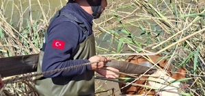 Şanlıurfa'da tahliye kanalına düşen 2 inek kurtarıldı