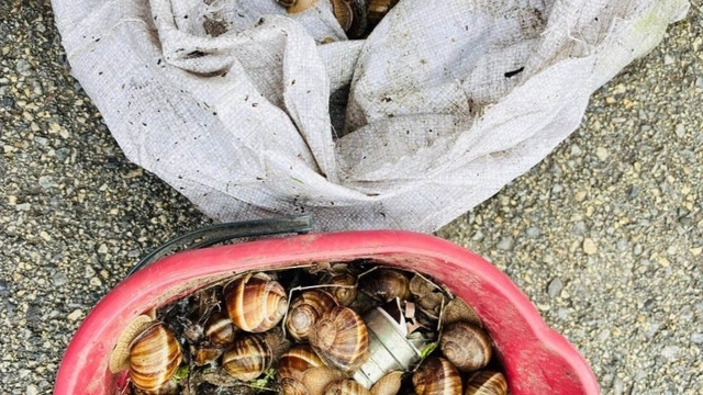 Bolu'nun izinsiz toplanan 16 kilogram salyangoz doğaya bırakıldı