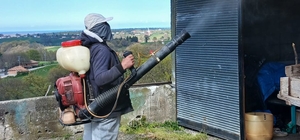 19 Mayıs'ta kahverengi kokarca ile mücadele çalışmaları sürüyor