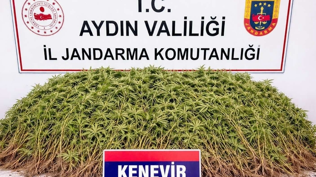 Nazilli'de uyuşturucu operasyonu
Sera içerisinde 208 kök kenevir ele geçirildi