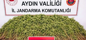 Zeytin bahçesindeki sera içerisinde 208 kök Hint keneviri ele geçirildi