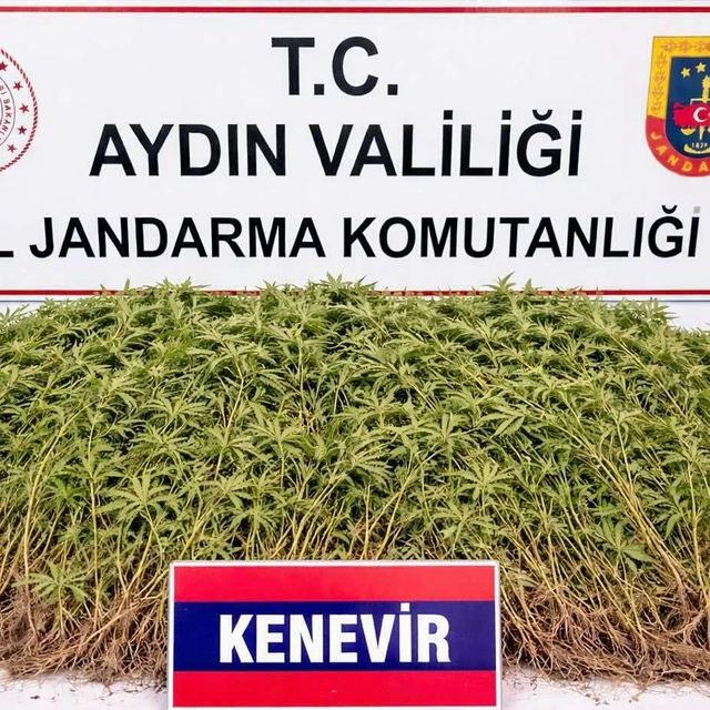 Zeytin bahçesindeki sera içerisinde 208 kök Hint keneviri ele geçirildi