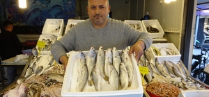 Akdeniz'de av yasağı başlıyor