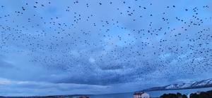 Tatvan'da gökyüzünü kaplayan binlerce kuş görsel şölen sundu