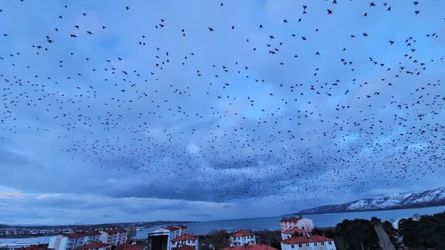 Tatvan'da gökyüzünü kaplayan binlerce kuş görsel şölen sundu