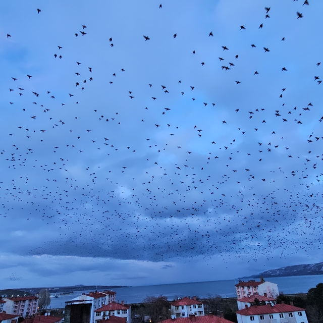 Tatvan'da gökyüzünü kaplayan binlerce kuş görsel şölen sundu