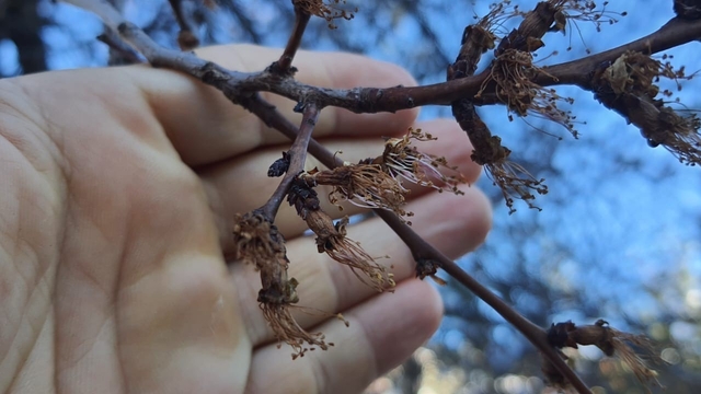 Erzincan'da soğuk şok: Kayısı çiçekleri karardı
