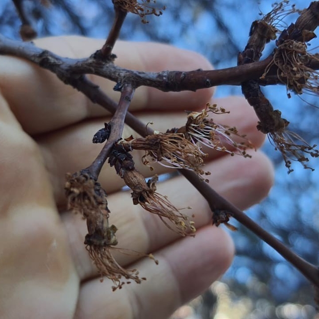 Erzincan'da soğuk şok: Kayısı çiçekleri karardı