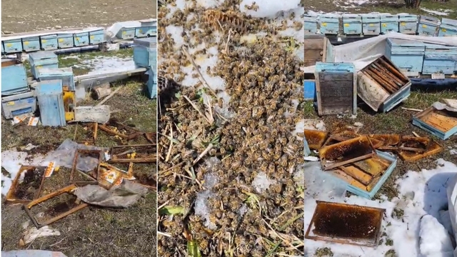 Kış uykusundan uyanan ayılar arılı kovanlara saldırdı