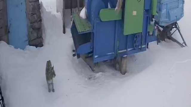 Ardahan'da aç kalan vaşak köye indi