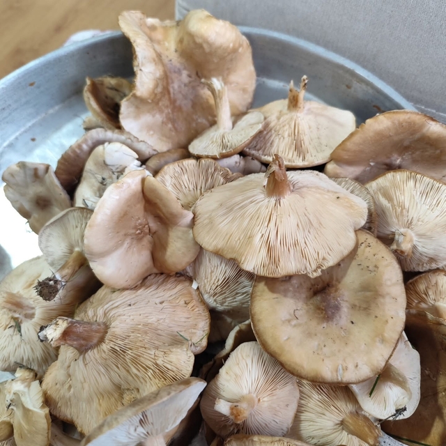 Diyarbakır kırsalında çıkan mantarlar toplanmaya başlandı