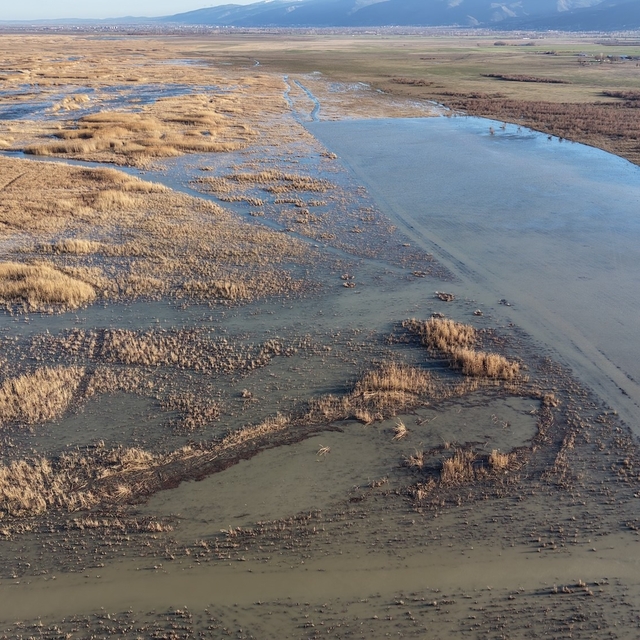 Akşehir Gölü'nde yıllardır görülmeyen oldu