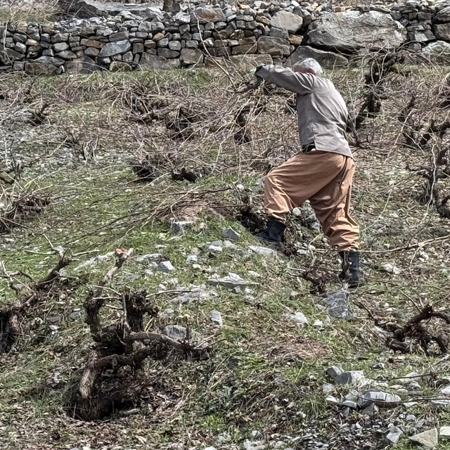 Bir yanda karla mücadele, diğer yanda budama çalışmaları sürüyor