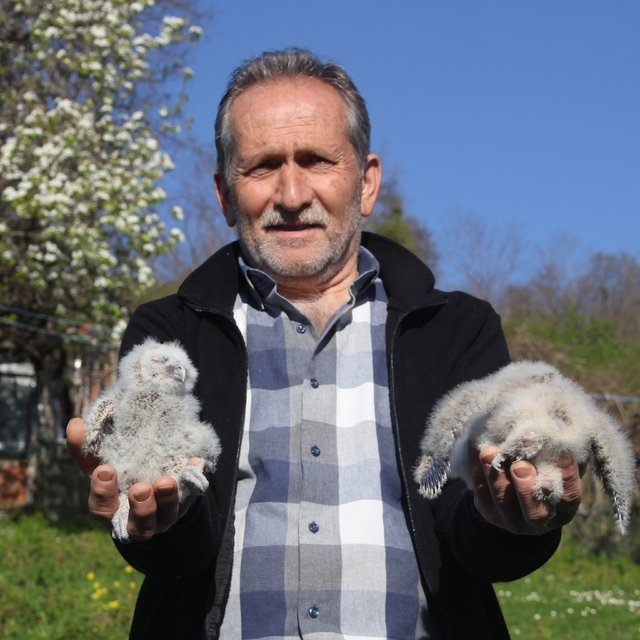 Baykuş ile çiftçinin 20 yıllık dostluğu: Her yıl aynı serendisine yuvalıyor