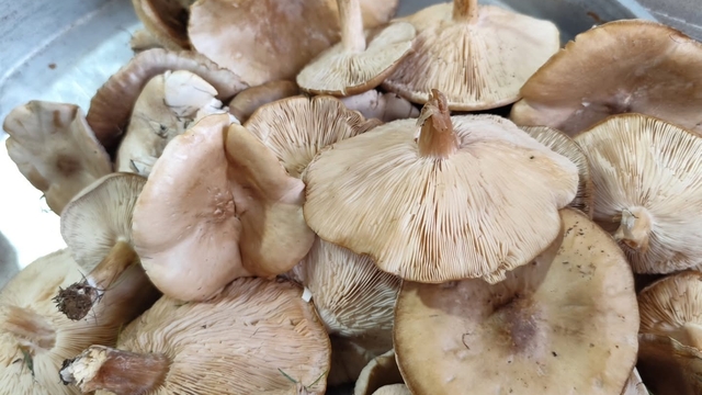 Diyarbakır kırsalında çıkan mantarlar toplanmaya başlandı