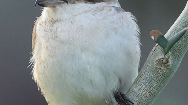 Hatay'da ilk kez Türkistan örümcekkuşu görüldü