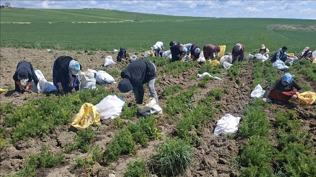 Beypazarı'nda havuç hasadı sürüyor